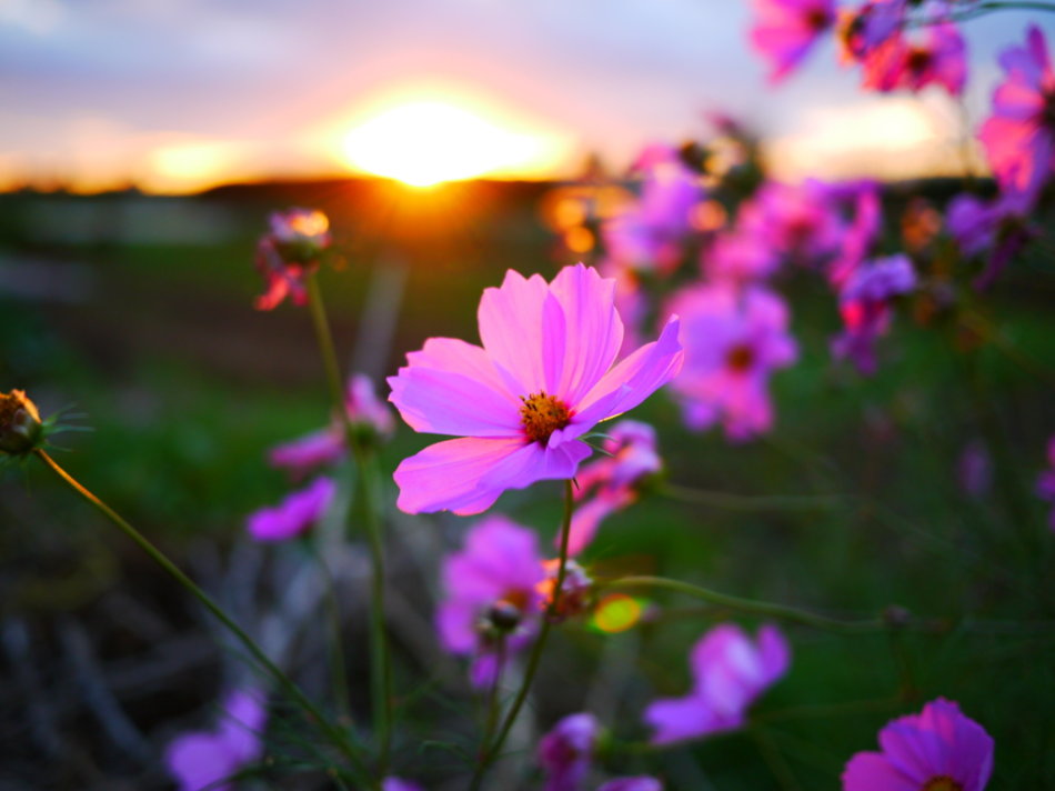 日语歌曲《秋桜》（コスモス）